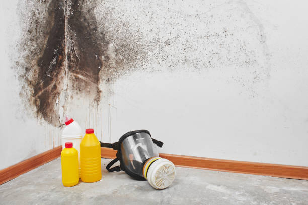 Best Home Mold Removal  in Lauderhill, FL