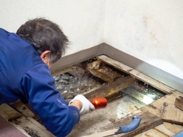 Best Attic Mold Removal  in Lauderhill, FL