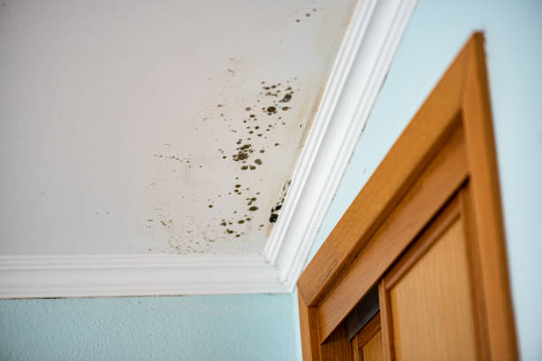 Best Fast Mold Removal  in Lauderhill, FL