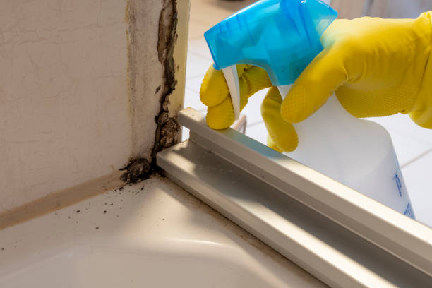 Best Emergency Mold Removal  in Lauderhill, FL