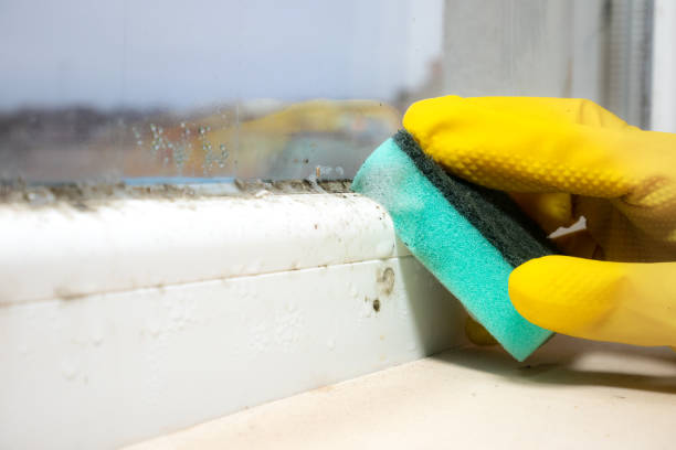 Best Professional Mold Removal  in Lauderhill, FL