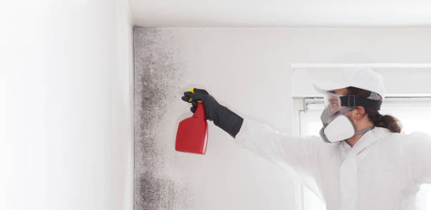 Best Mold Removal and Inspection  in Lauderhill, FL
