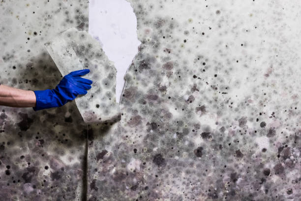 Best Certified Mold Removal  in Lauderhill, FL