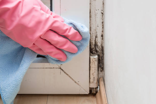 Mold Removal and Inspection in Lauderhill, FL
