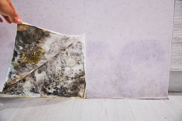 Best Residential Mold Removal  in Lauderhill, FL
